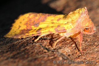 Pink-barred Sallow